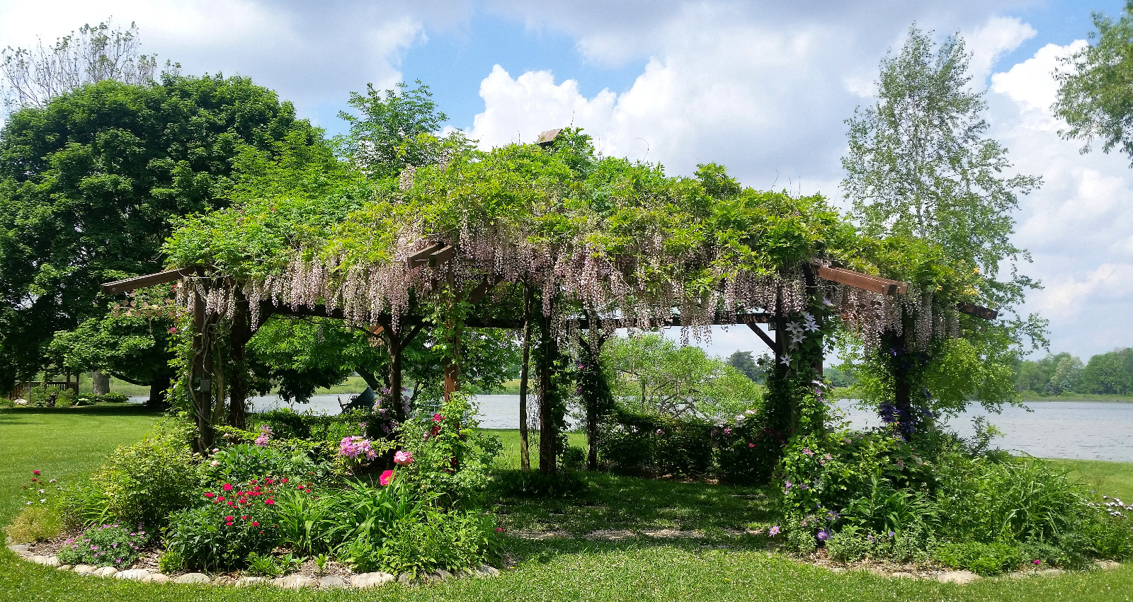 WISTERIA IN BLOOM ATOP FLOWERING GAZEBO; CLEMATIS, GARDEN PEONY, SWEET WILLIAM AND SCABIOSA IN BLOOM
